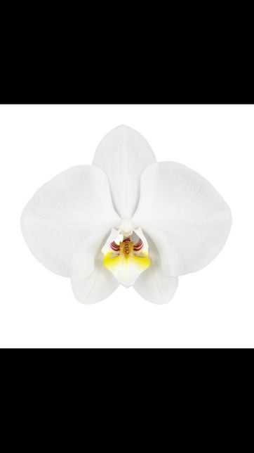 이 꽃 이름이 궁금합니다(사진 있음)의 1번 째 이미지