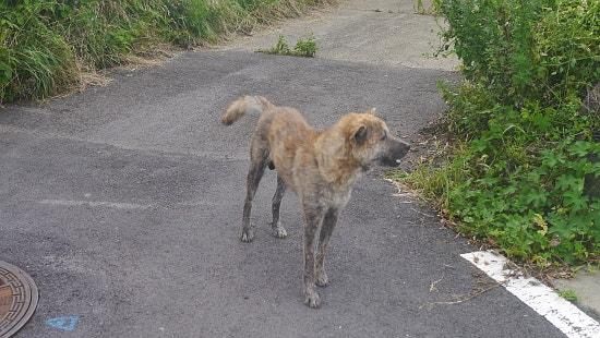 개와 말, 소 뿐만 아니라 돼지도 사람을 공격할 수 있는 무서운 가축인가요?의 0번 째 이미지
