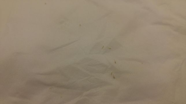 푸켓 까말라비치 앞 더 나카 풀빌라 근처에 동물 발톱 같은게 있던데 뭘까요?의 0번 째 이미지