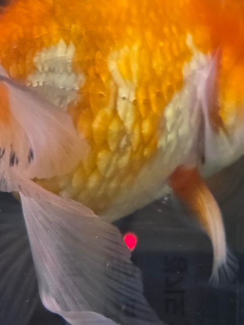 오란다 금붕어 꼬리에 검은 색이 있는데 괜찮나요?의 1번 째 이미지