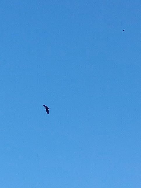 육식동물이 적으면 초식동물과 새, 물고기들이 경계심을 늦출 수도 있나요?의 3번 째 이미지