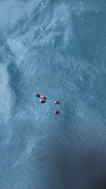 벌레 이름이랑 퇴치법 아시는 분 제발 좀 도와주세요.의 0번 째 이미지