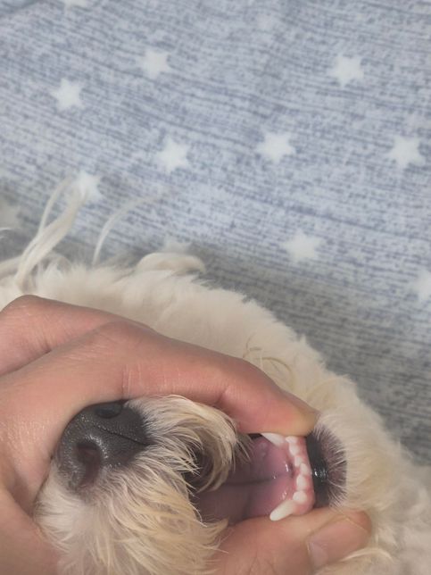 혹시 아랫이 이빨 6개 있는데 몇개는 유치가요??의 0번 째 이미지