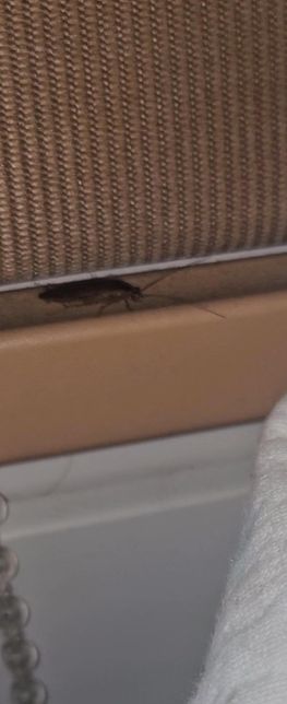 무슨바퀴벌레인지 알려주세요ㅠㅠㅠ의 0번 째 이미지