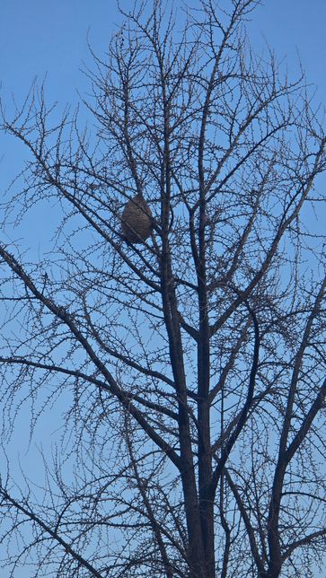 나무에 커다랗게 매달린 이거 벌집인가요?의 0번 째 이미지