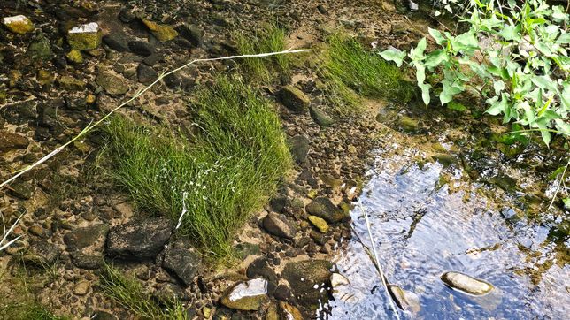 하천에서 찾은 수초의 이름이 궁금합니다.의 0번 째 이미지
