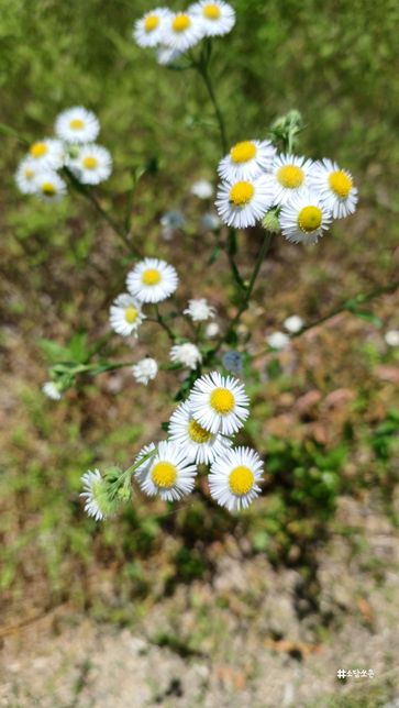이 꽃 이름이 뭔지 너무 궁금해요 알려주세요의 0번 째 이미지