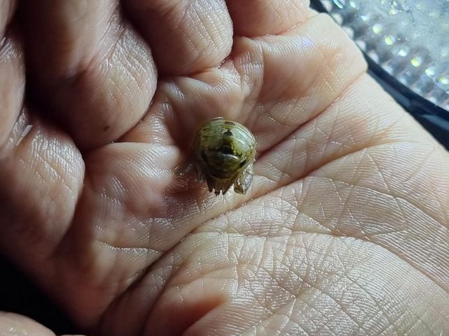 사진 속 이것이 무슨 해양 생물인가요?의 1번 째 이미지