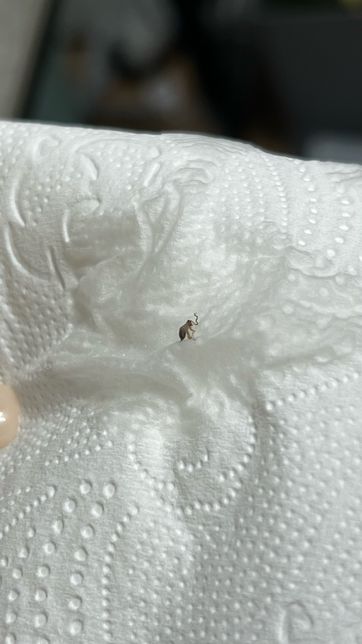 이거 바퀴벌레 새끼인가요….ㅠㅠㅠ의 0번 째 이미지