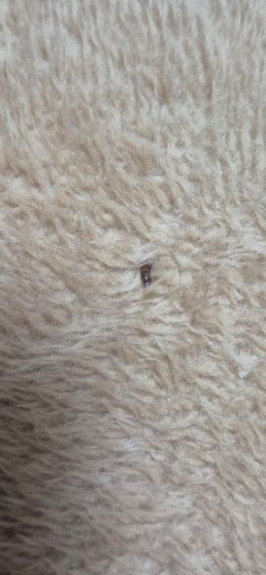 고양이 몸에러 애수시렁이 유충이 살수 있나요?의 1번 째 이미지