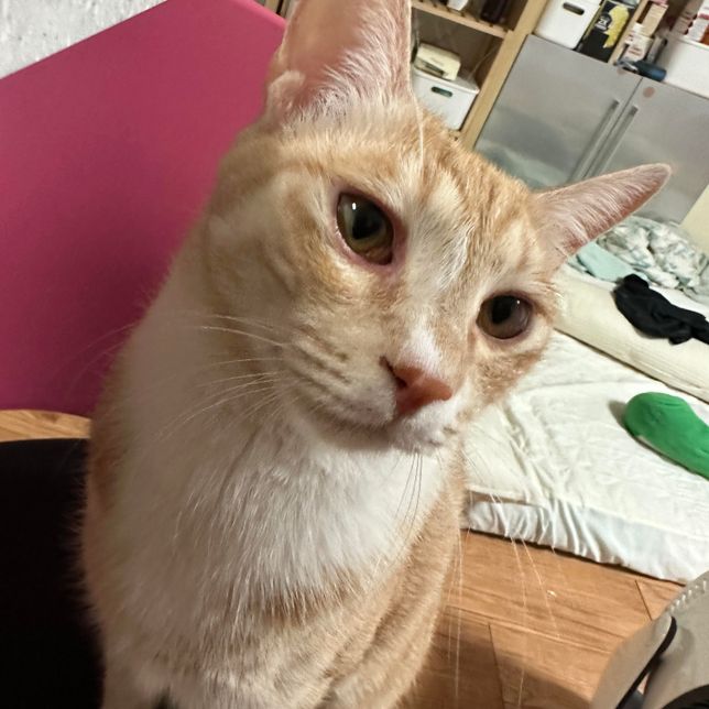 고양이눈이 왜 갑자기 빨개요?왜 그런의 0번 째 이미지