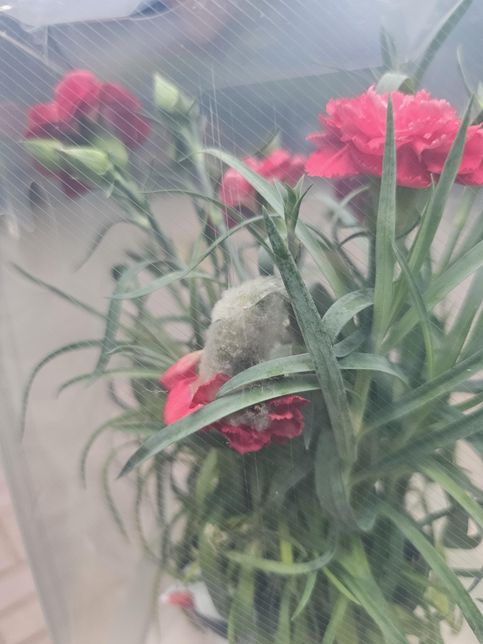 편의점에서 카네이션을 샀는데 곰팡이는 아니겠죠??의 0번 째 이미지