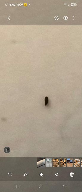 안녕하세요 먼지다듬이 맞나요???의 0번 째 이미지