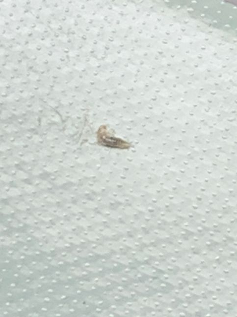 두루마리휴지에서 나왔는데 이 벌레 이름이 뭔가요??의 2번 째 이미지