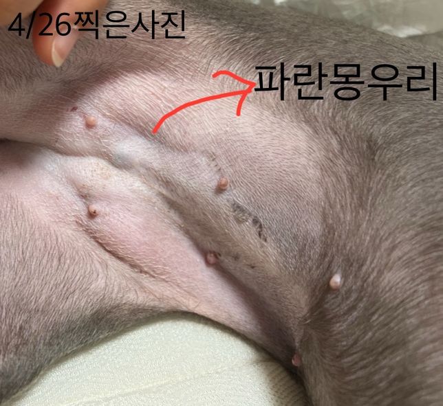 4살강아지 중성화 후 수술부위 근처 파란 몽우리가 생겼습니다. 물혹인지, 유선종양일까요?의 0번 째 이미지