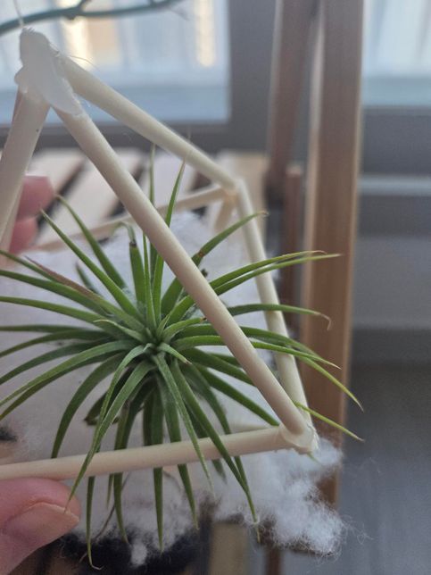 이식물 좀알려주세요. 궁금합니다.의 0번 째 이미지