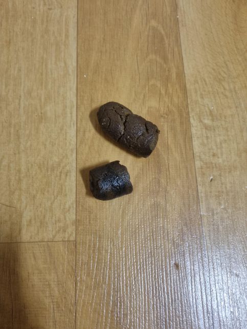 강아지가 흑변을 눴는데 괜찮을까요?의 1번 째 이미지