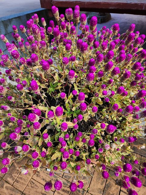 이꽃은 이름은 무슨꽃이고 꽃말은 무엇인가요?의 0번 째 이미지