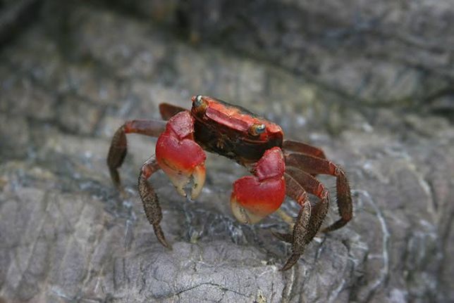 물 속에 나뭇가지나 마른 풀을 집어넣으면 물고기와 게를 포함한 민물생물들이 잘 살까요?의 3번 째 이미지