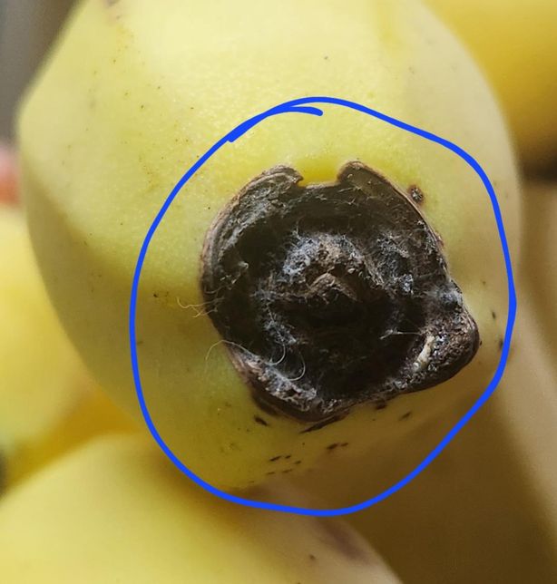 바나나 끝부분 흰색실 섬유질 or 곰팡이 판단의 2번 째 이미지