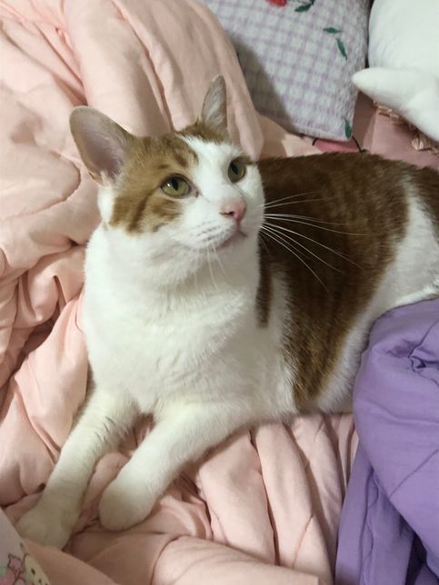 고양이가 사료랑 물을 안먹어요ㅜㅜㅜ의 1번 째 이미지