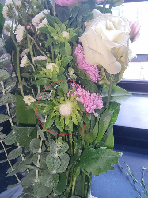 여기 꽃 세 개 각각 이름이 뭔지 궁금합니다의 2번 째 이미지