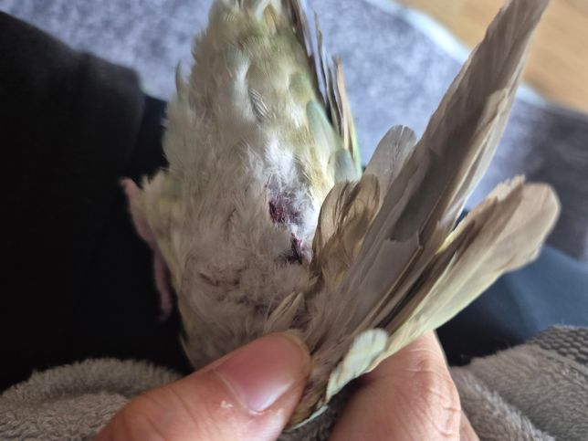 새를 산책시키다가 고양이한테 물렸습니다.의 0번 째 이미지