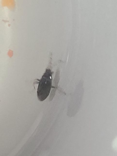 무슨 벌레인가요? 바퀴벌레 유충인가요?의 0번 째 이미지