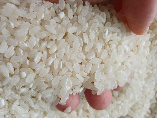 쌀 상태좀 봐주세요 상한걸까요 ㅜㅜㅜ의 1번 째 이미지