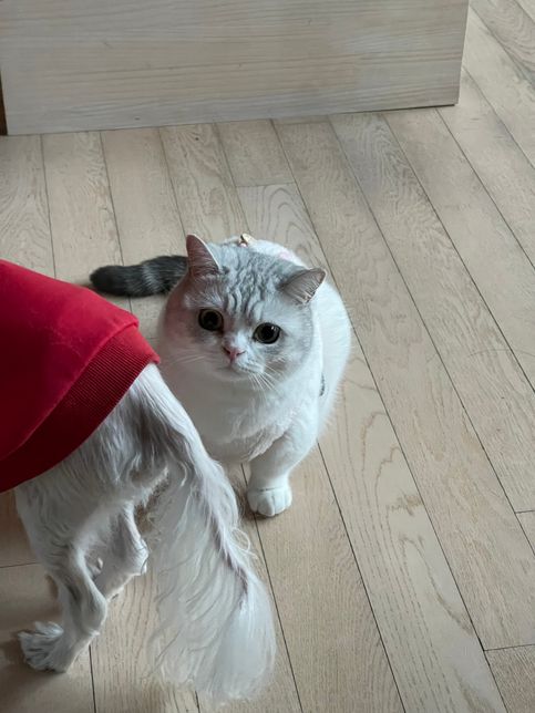 피부민감 14세 노견 사료 간식 추천부탁드립니다!의 1번 째 이미지