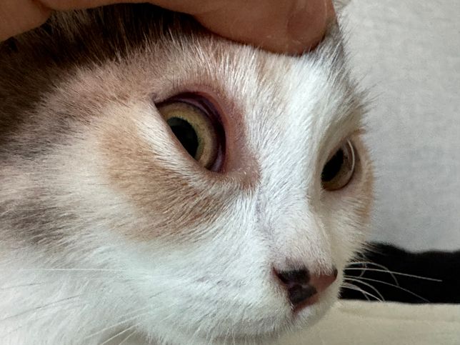 고양이 순막(제 3안검) 충혈, 부음의 0번 째 이미지