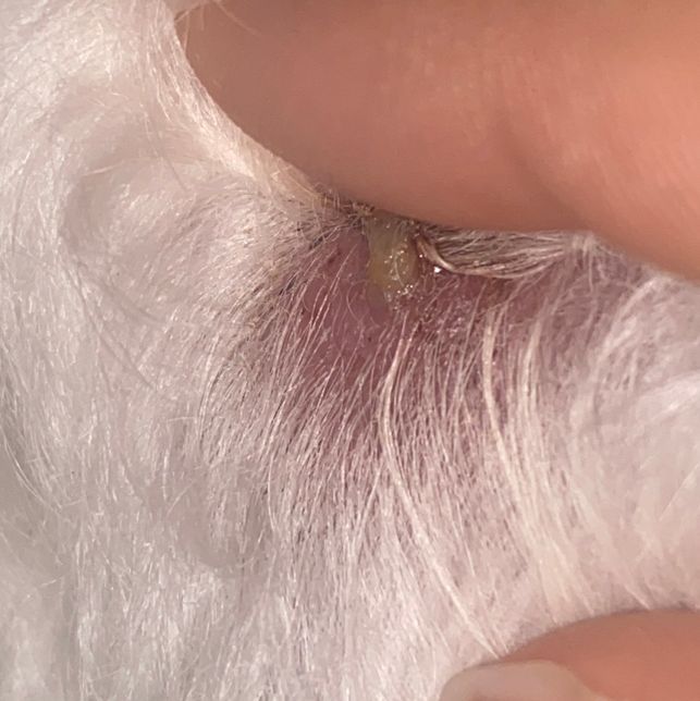 강아지 엉덩이쪽에 이거 뭘까요???의 1번 째 이미지