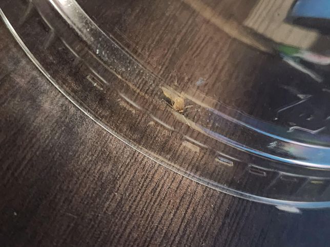 이 모기는 사람을 무는모기인가요???의 3번 째 이미지