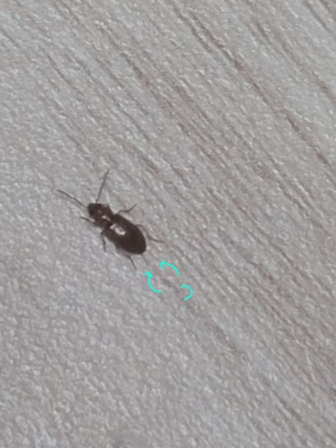 곤충잘알분들 이거 바퀴 유충인가요 먼지벌레인가요의 0번 째 이미지