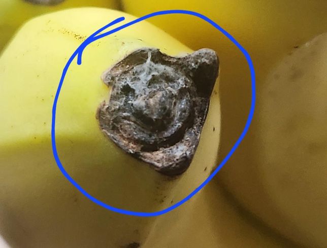 바나나 끝부분에 흰색실처럼 엉켜있는 부분 곰팡이인가요 아니면 다른건가요?의 1번 째 이미지