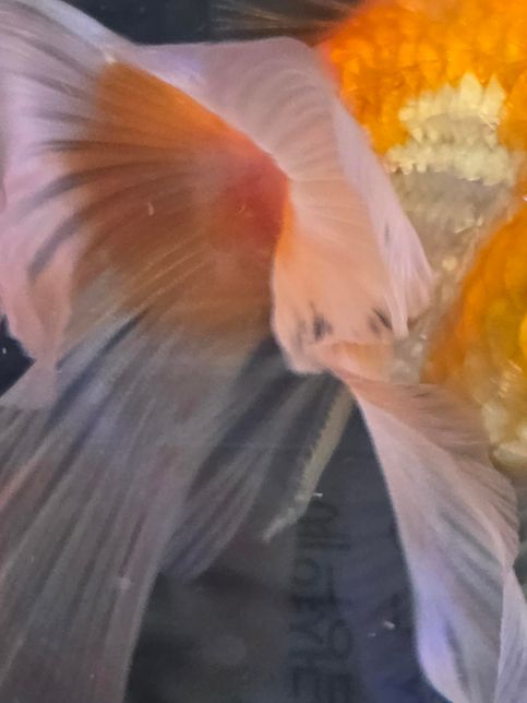 오란다 금붕어 꼬리에 검은 색이 있는데 괜찮나요?의 0번 째 이미지