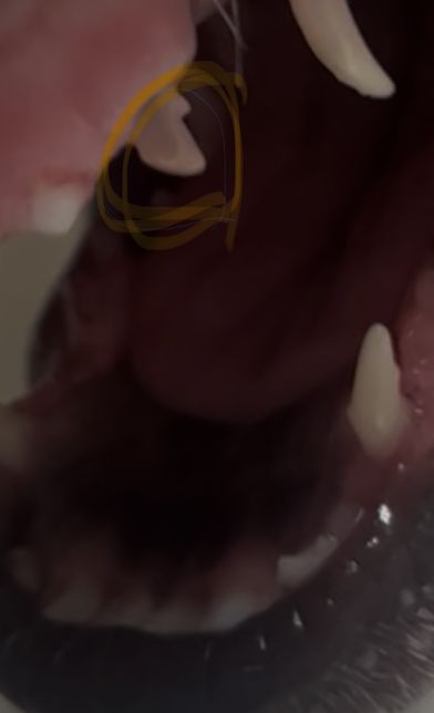 5개월 웰시코기 강아지 이빨 상태가 괜찮은지 궁금합니다의 0번 째 이미지