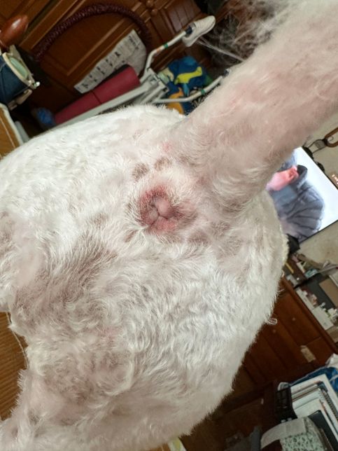 강아지 (비숑) 항문이 빨간데 원래 이런색인가요의 0번 째 이미지