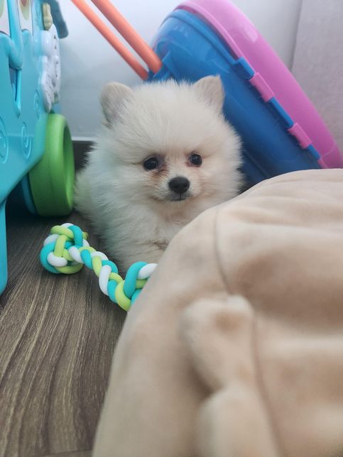 포메라니안과 스피츠의 뚜렷한 차이는 ?의 0번 째 이미지