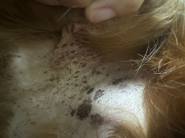 강아지 허벅지 안쪽에 이건 뭘까요???의 0번 째 이미지