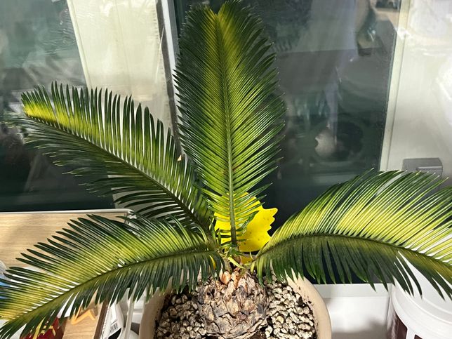 키우는 소철 잎 색이 누래지고 있습니다의 0번 째 이미지