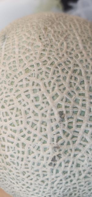 이거 멜론 곰팡이 핀건가요~????의 0번 째 이미지