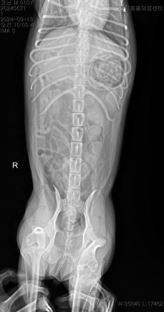 선생님 저희 강아지 허리디스크가 어느정도인가요?의 2번 째 이미지