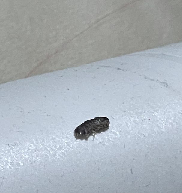 방에서 죽어있던 이 벌레 이름이 뭔가요?의 1번 째 이미지