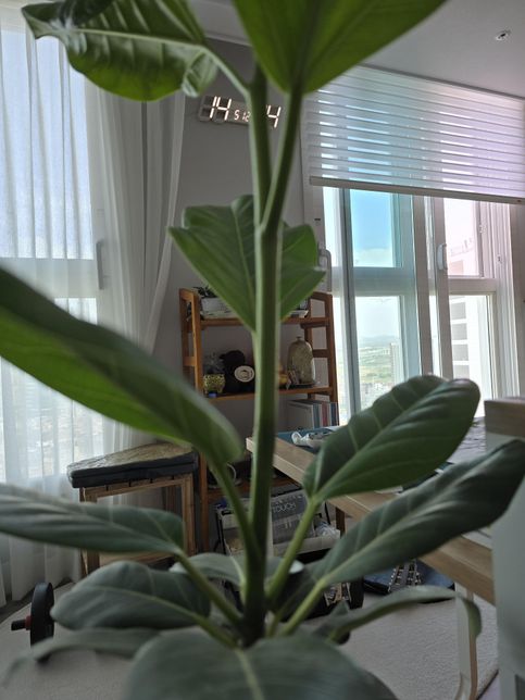 식물이 웃자랄 때는 어떻게 해야 할까요?의 0번 째 이미지