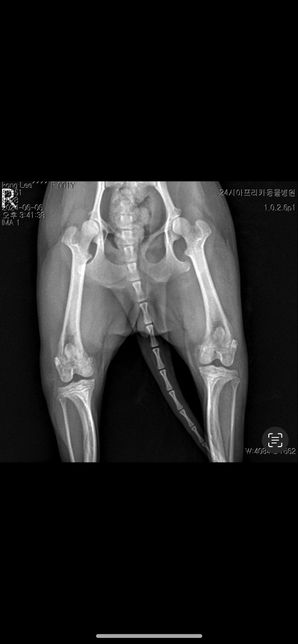 강아지 십자인대파열 수술된게 엑스레이상으로 확인되나요?의 0번 째 이미지