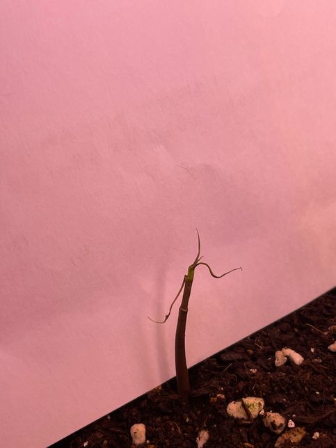 망고 잎이 하나씩 시들어요 왜그럴까요?의 0번 째 이미지