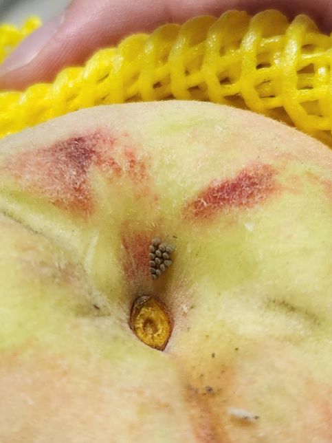 복숭아 아래쪽에서 발견한건데 뭔가요의 0번 째 이미지