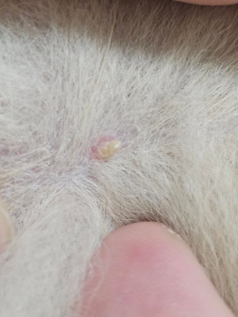 강아지 9살인데 이상한거 났는데 어떤건가요?의 1번 째 이미지