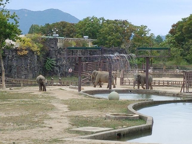 동물원에서 비둘기가 맹수 우리에 모르고 접근하고 먹이를 쪼아먹다가 당하는 수도 있나요?의 2번 째 이미지